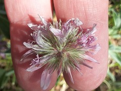 Trifolium attenuatum