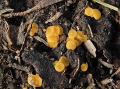 Leotiomycetes