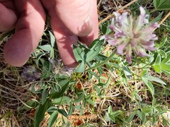 Trifolium attenuatum
