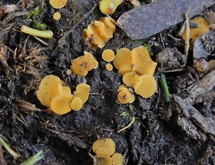 Leotiomycetes