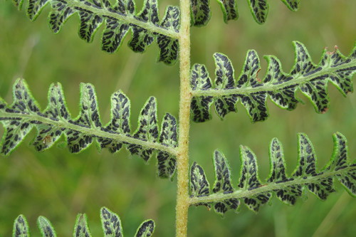 Cryptomyces