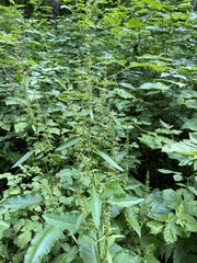 Rumex obtusifolius obtusifolius