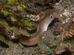 Gymnothorax albimarginatus
