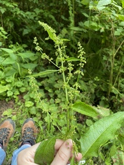 Rumex obtusifolius obtusifolius