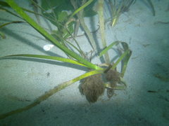 Zostera