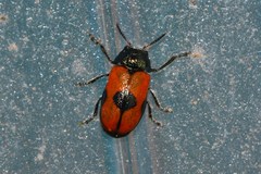 Labidostomis syriaca