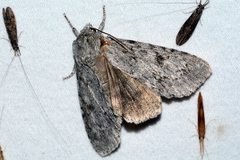 Acronicta americana