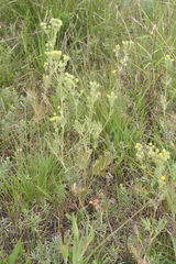 Potentilla pensylvanica