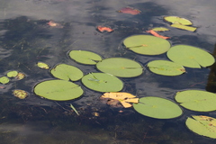 Nymphaea odorata tuberosa