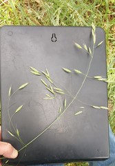 Bromus sitchensis sitchensis