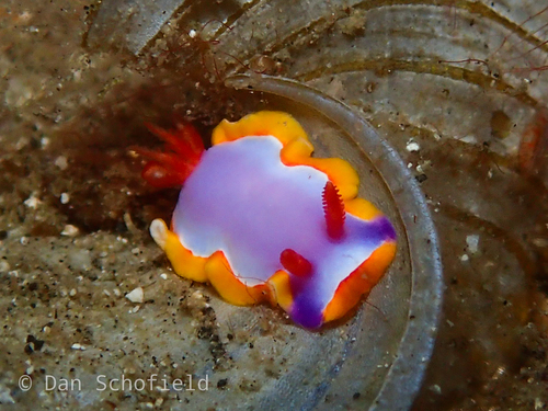 Thorunna purpuropedis