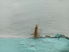 Limnephilus rhombicus