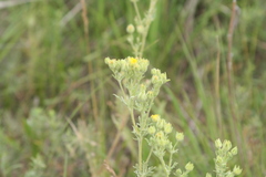 Potentilla pensylvanica