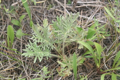 Potentilla pensylvanica