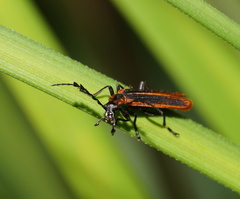 Pseudolycus