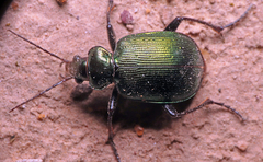 Calosoma schayeri