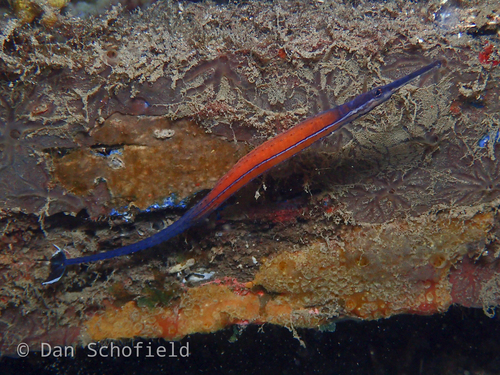 Janss' Pipefish