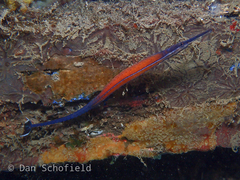 Cleaner Pipefish photo 1