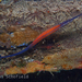 Cleaner Pipefish - Photo (c) Dan Schofield, some rights reserved (CC BY), uploaded by Dan Schofield