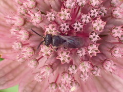 Hylaeus