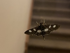 Desmia maculalis