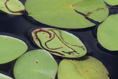 Polypedilum braseniae