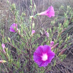 Ipomoea stans