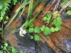 Trigonotis formosana elevatovenosa