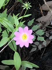 Sabatia dodecandra foliosa