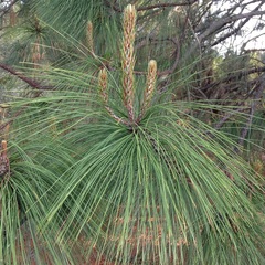 Pinus pseudostrobus apulcensis