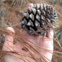 Pinus pseudostrobus apulcensis