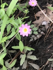 Sabatia dodecandra foliosa