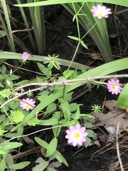Sabatia dodecandra foliosa