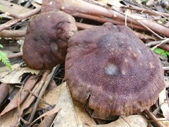 Cortinarius kioloensis