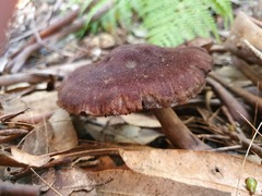 Cortinarius kioloensis