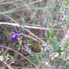 Salvia thymoides