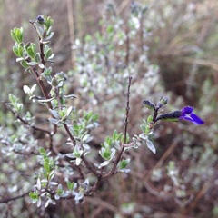 Salvia thymoides