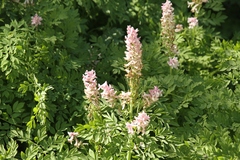 Corydalis caseana cusickii