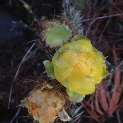 Opuntia huajuapensis