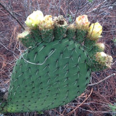 Opuntia huajuapensis