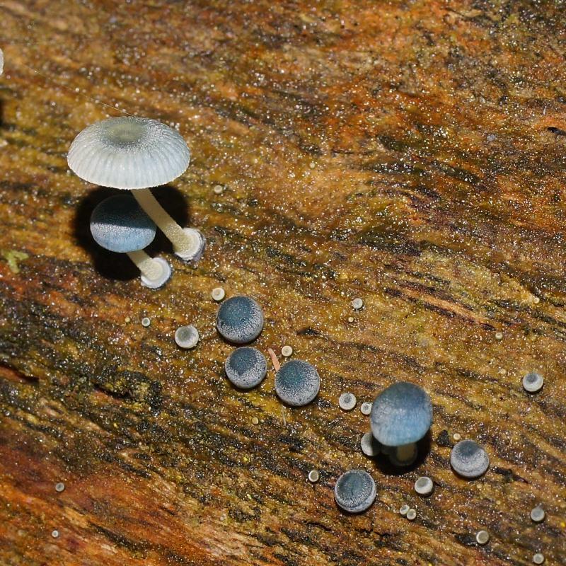 Mycena interrupta image
