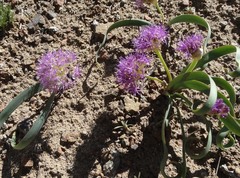 Allium platycaule