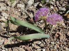 Allium platycaule