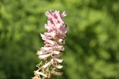 Corydalis caseana cusickii