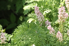Corydalis caseana cusickii