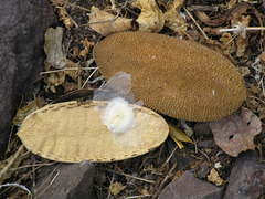 Amphilophium crucigerum