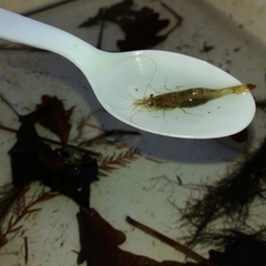 Paratya curvirostris