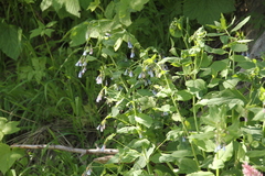 Mertensia paniculata borealis