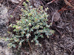 Euphorbia pueblensis