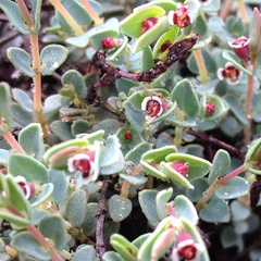 Euphorbia pueblensis